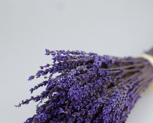 薰衣草干花的制作方法是什么？如何保持薰衣草干花的香味？