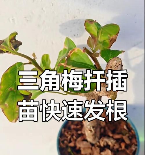 三角梅扦插的最佳季节是什么时候？扦插后如何管理？