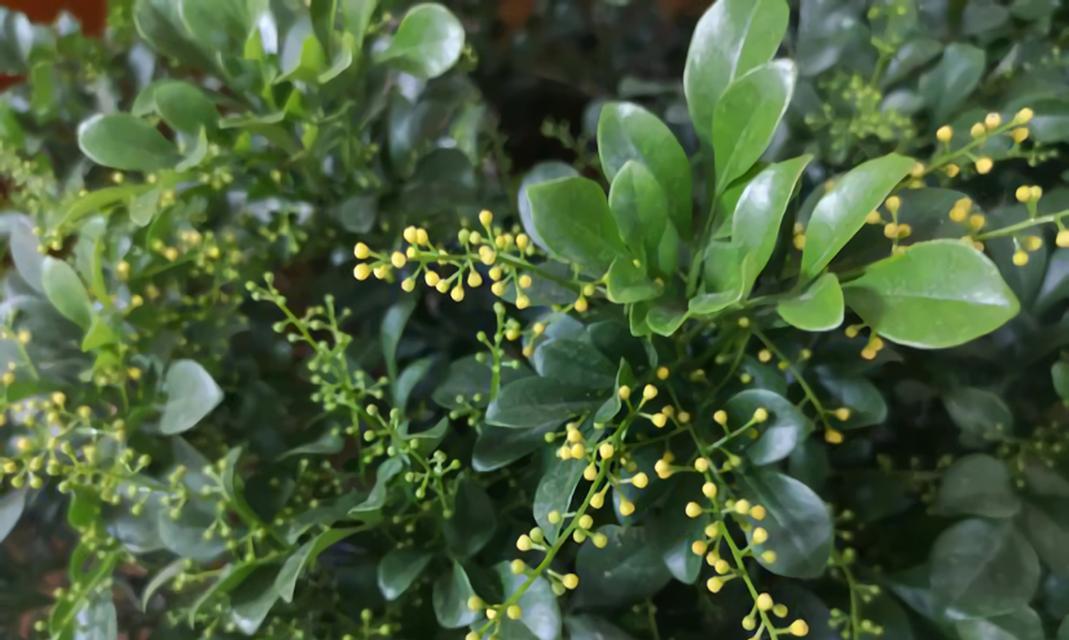 米兰花的养殖方法是什么？怎样才能养好米兰花？