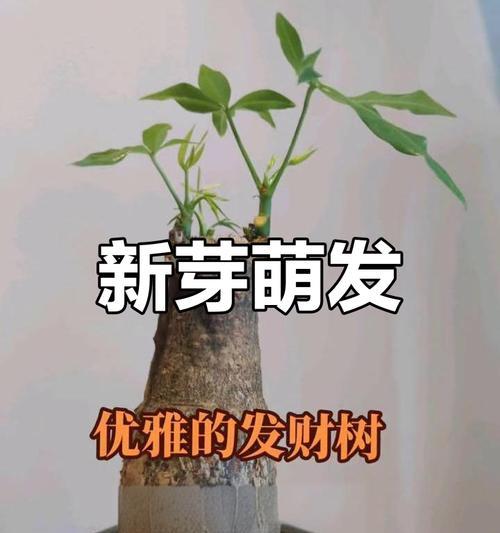 发财树修剪后不发芽怎么办？