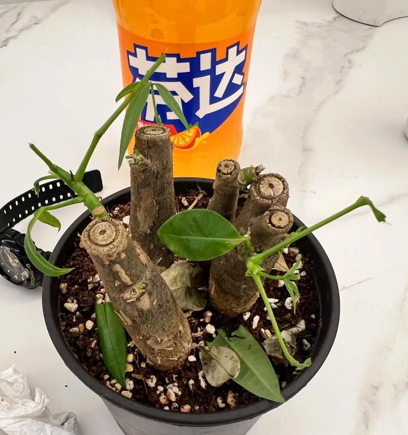 发财树修剪后不发芽怎么办？