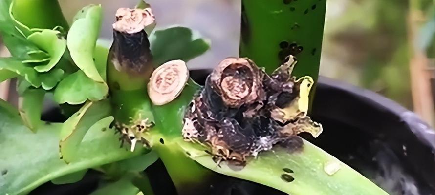 长寿花烂根的处理方法是什么？怎样预防烂根现象？