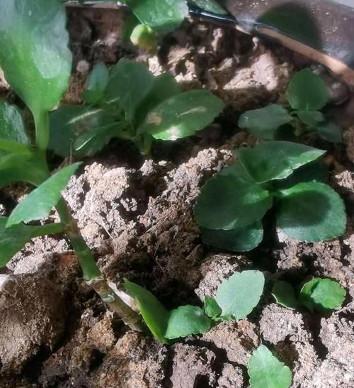 长寿花烂根的处理方法是什么？怎样预防烂根现象？