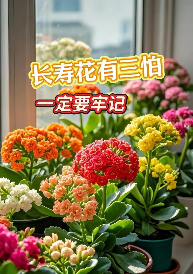 长寿花烂根的处理方法是什么？怎样预防烂根现象？