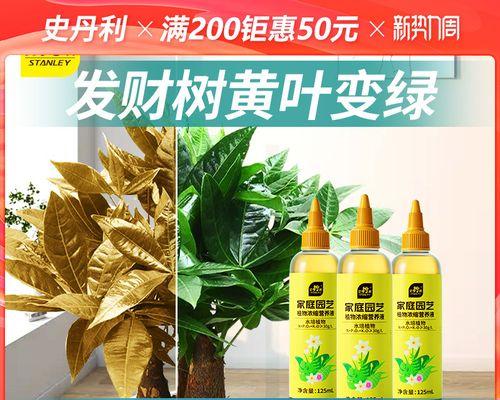 水培发财树叶子发黄的原因是什么？如何解决？