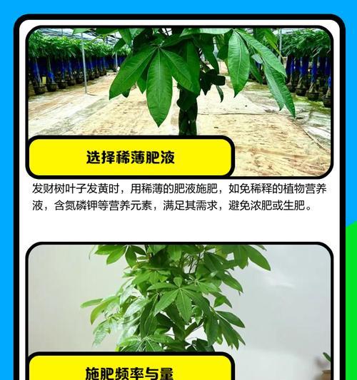 水培发财树叶子发黄的原因是什么？如何解决？