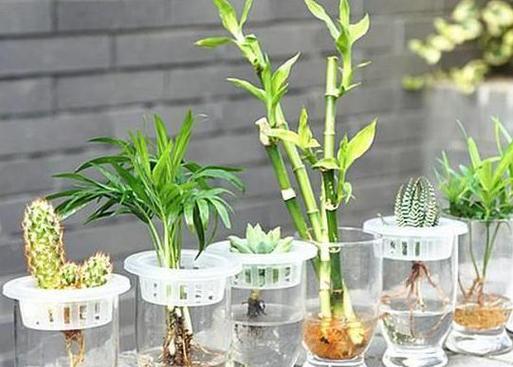 水养植物种类有哪些？水养植物的日常护理怎么做？