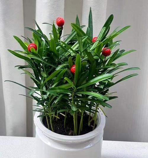 水养植物种类有哪些?水养植物的日常护理怎么做?
