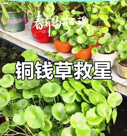 铜钱草叶子小是缺什么营养吗？如何解决？
