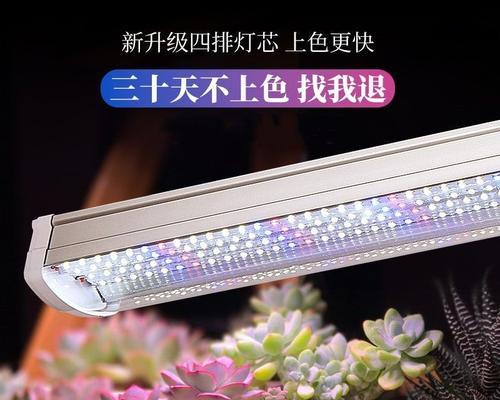 小竹子的养护要点是什么？