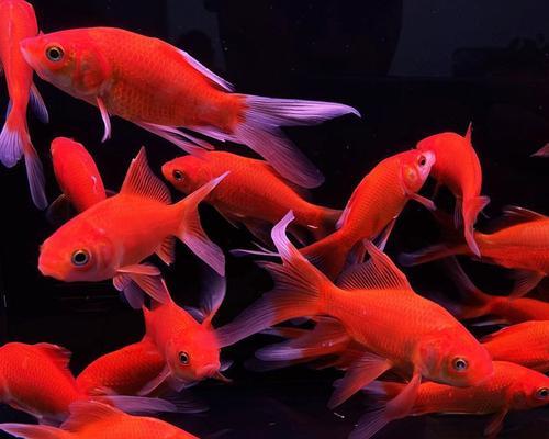 草金鱼的养殖方法是什么？如何保持水质和鱼的健康？
