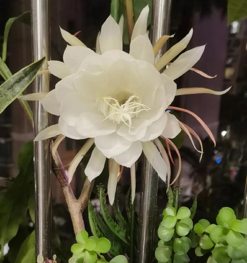 昙花修剪的最佳时机和方法是什么？