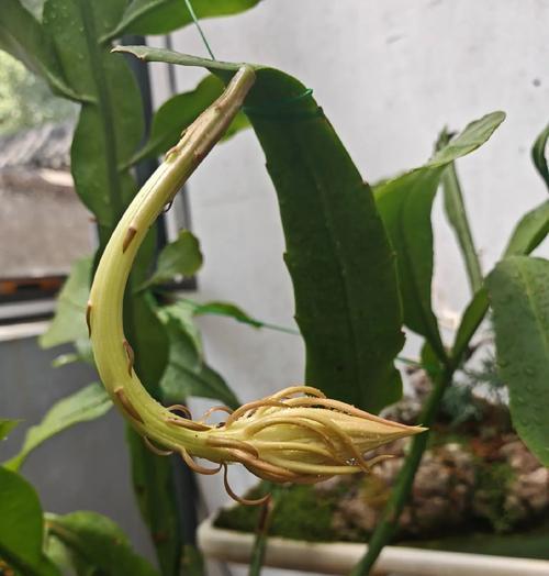 昙花修剪的最佳时机和方法是什么？