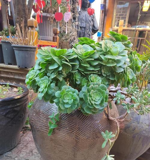 多肉植物的适宜养殖季节?