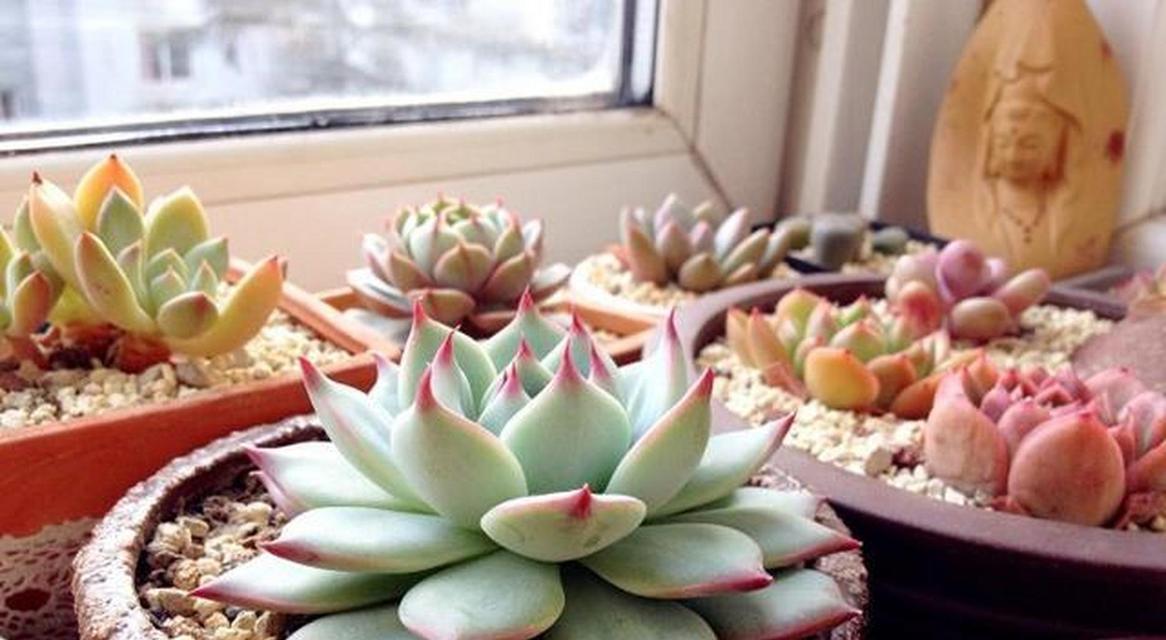 多肉植物的适宜养殖季节？