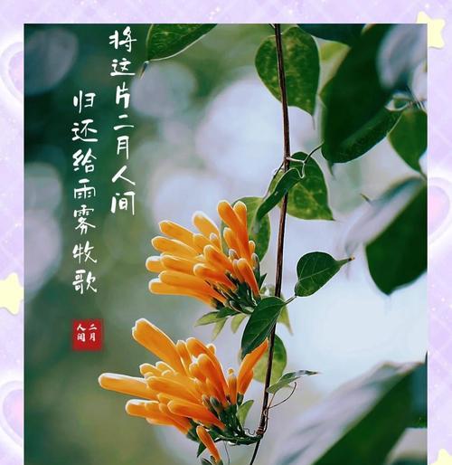 春节期间哪些花卉会盛开？如何照料它们？