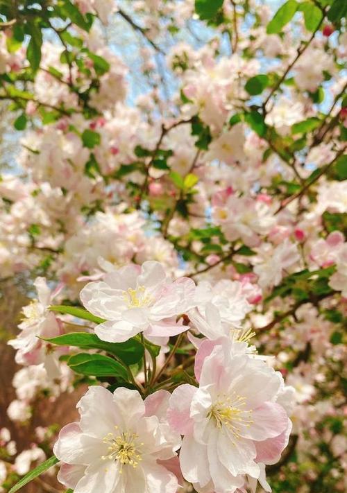 春节期间哪些花卉会盛开？如何照料它们？