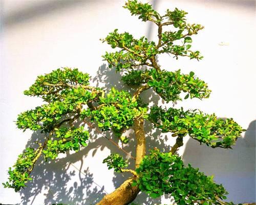高花盆适合种植哪些植物？如何搭配美观？