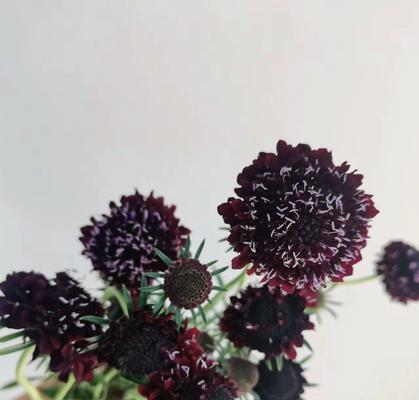 插花常用的配草有哪些类型？如何选择合适的配草？