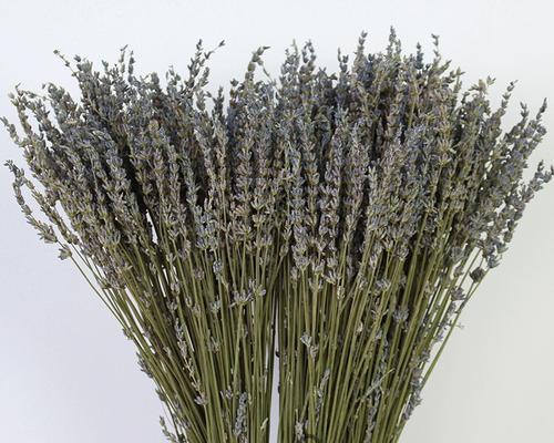 插花常用的配草有哪些类型？如何选择合适的配草？