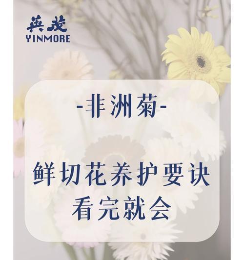 非洲菊的日常养护要点是什么？如何处理病虫害？