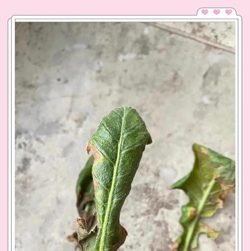 非洲菊的日常养护要点是什么？如何处理病虫害？