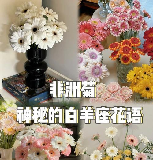 非洲菊的日常养护要点是什么？如何处理病虫害？