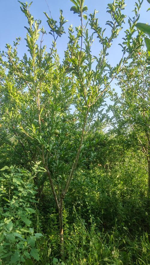 石榴树的种植方法是什么？如何确保其健康成长？