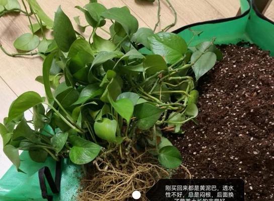 绿萝的正确养护方法是什么？如何处理黄叶问题？