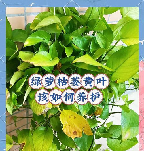 绿萝的正确养护方法是什么？如何处理黄叶问题？