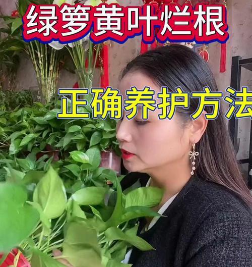绿萝的正确养护方法是什么？如何处理黄叶问题？