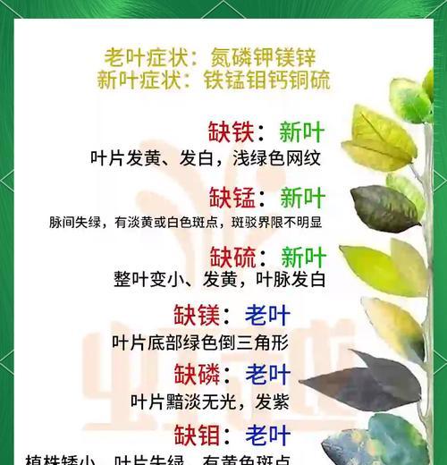 榕树叶子发黄的原因是什么？如何解决榕树叶子黄化问题？