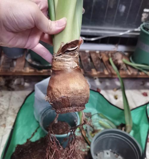 四季海棠烂根怎么挽救？烂根后如何进行抢救处理？