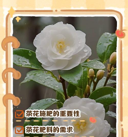 山茶花施肥的最佳时机是什么时候？怎样施肥？