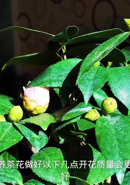 山茶花施肥的最佳时机是什么时候？怎样施肥？