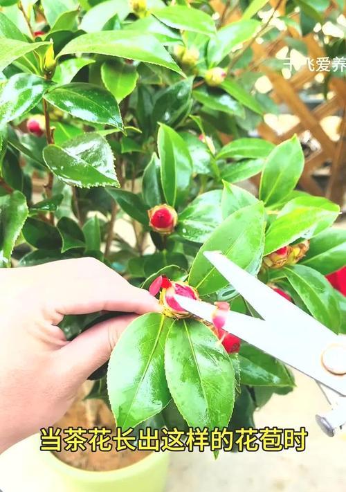 山茶花施肥的最佳时机是什么时候？怎样施肥？