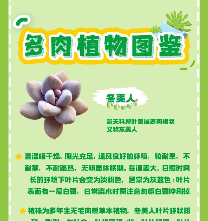 多肉赤豆的养殖技巧是什么？如何处理常见问题？