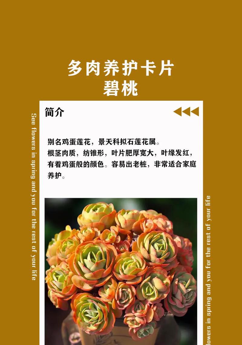 多肉赤豆的养殖技巧是什么？如何处理常见问题？