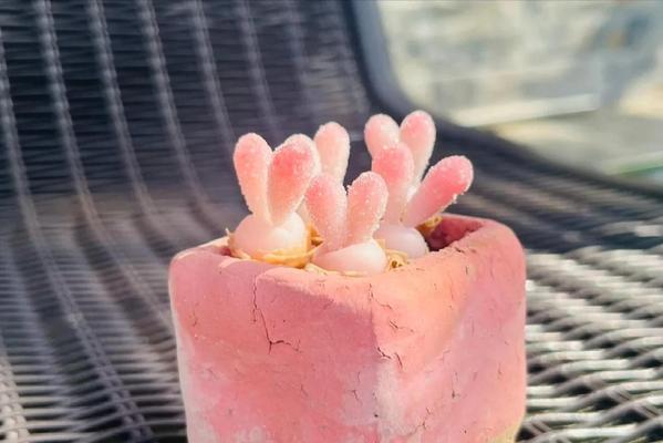 碧光环种植的秘诀和常见问题解答是什么？