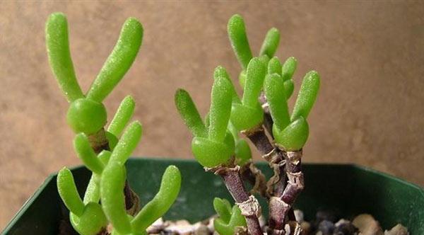 碧光环种植的秘诀和常见问题解答是什么？