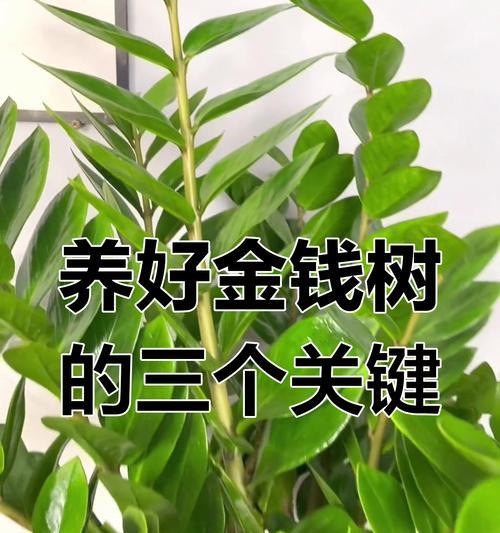 金钱树的养殖技巧有哪些？如何保持其旺盛生长？