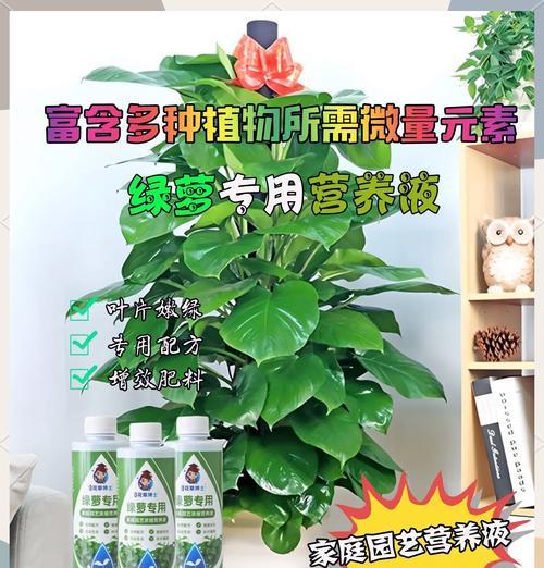 黄金葛的养殖方法是什么？怎样才能养出茂盛的黄金葛？