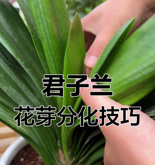 君子兰开花的季节是什么时候？如何促进君子兰开花？