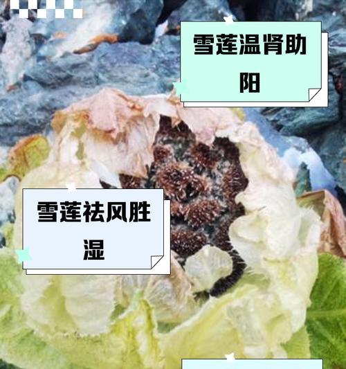 雪莲果的栽培技术是什么？需要注意哪些要点？