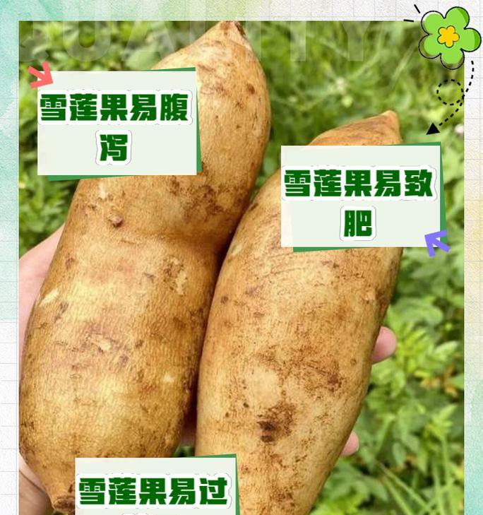 雪莲果的栽培技术是什么？需要注意哪些要点？
