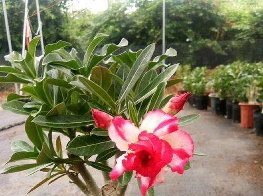 沙漠玫瑰憋根的正确方法是什么？如何促进其根系发展？