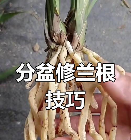 兰花烂根的原因是什么？如何预防和处理？