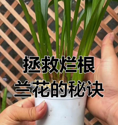 兰花烂根的原因是什么？如何预防和处理？