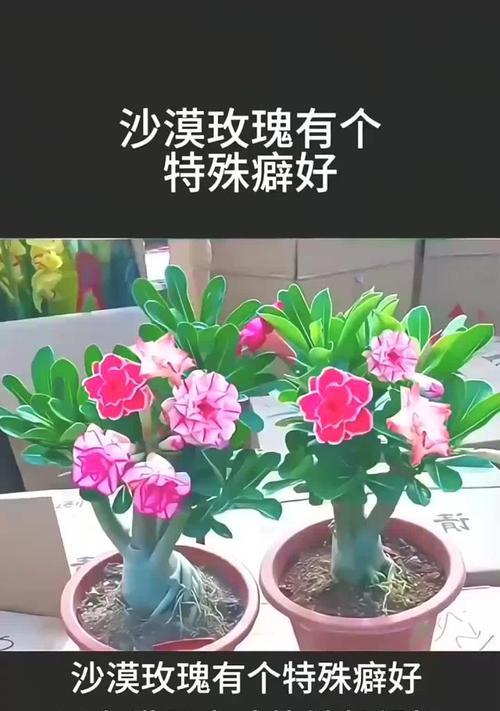 沙漠玫瑰换盆最佳时机是什么时候？