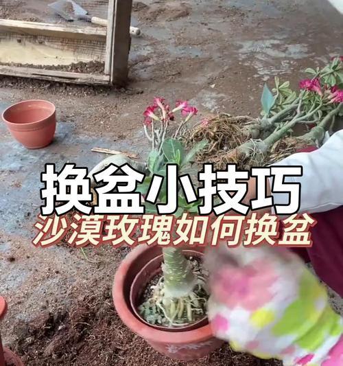 沙漠玫瑰换盆最佳时机是什么时候？